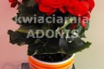 Zdj�cie: begonia.jpg