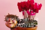 Zdj�cie: cyclamen_mini.jpg