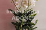 Zdj�cie: dendrobium.jpg