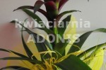 Zdj�cie: guzmania.jpg