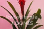 Zdj�cie: guzmania_torch.jpg