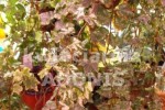 Zdj�cie: hedera.jpg