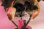 Zdj�cie: medinilla_magnifica.jpg