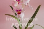 Zdj�cie: miltonia_2.jpg